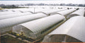 Multi-functional Greenhouse Film for Grapes
