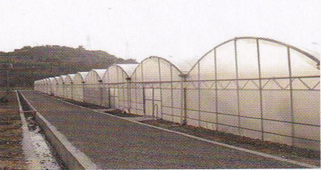 Multi-functional Greenhouse Film for Grapes