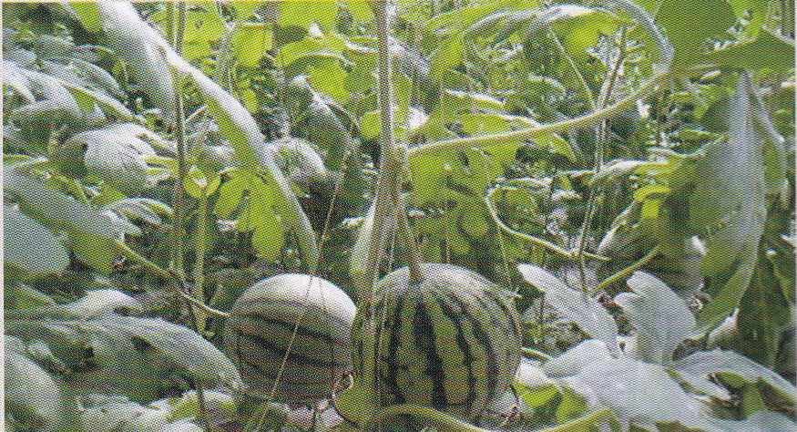 Watermelon-specific Film