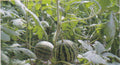 Watermelon-specific Film