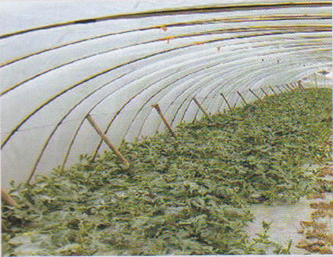 Multi-purpose Greenhouse Film (Melon & Fruit-specific)