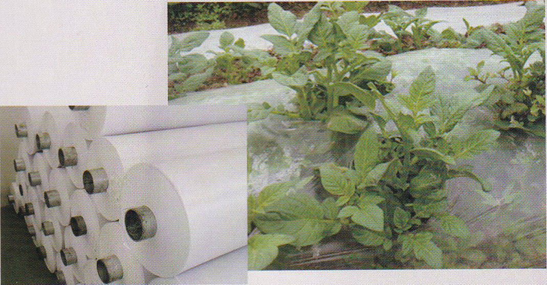 Multi-purpose Greenhouse Film (Melon & Fruit-specific)