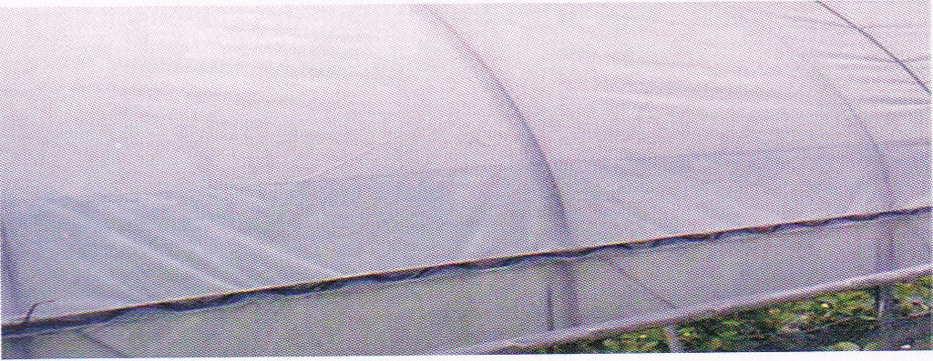 Purple-light Greenhouse Film