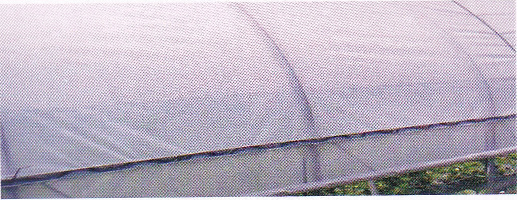 Purple-light Greenhouse Film