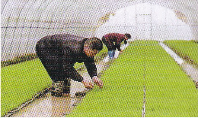 Film for Rice Seedling Raising