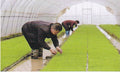 Film for Rice Seedling Raising