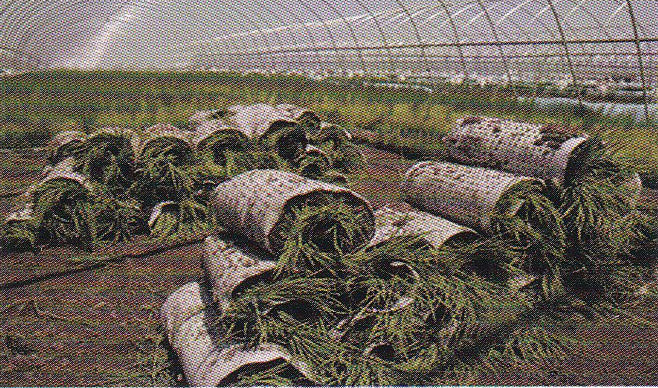 Film for Rice Seedling Raising