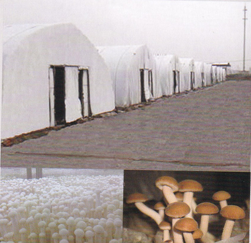 Specialized Greenhouse Film for Mushroom Cultivation
