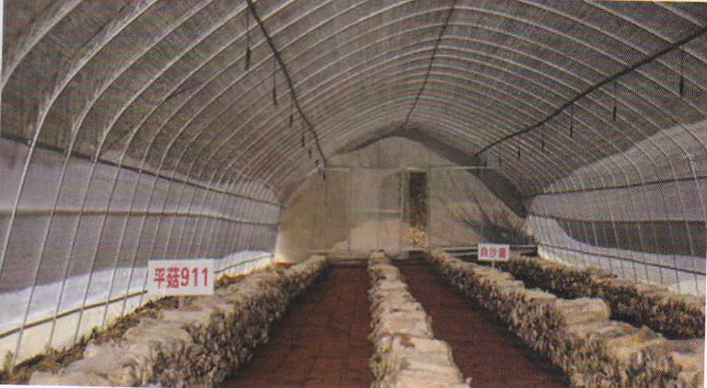 Specialized Greenhouse Film for Mushroom Cultivation
