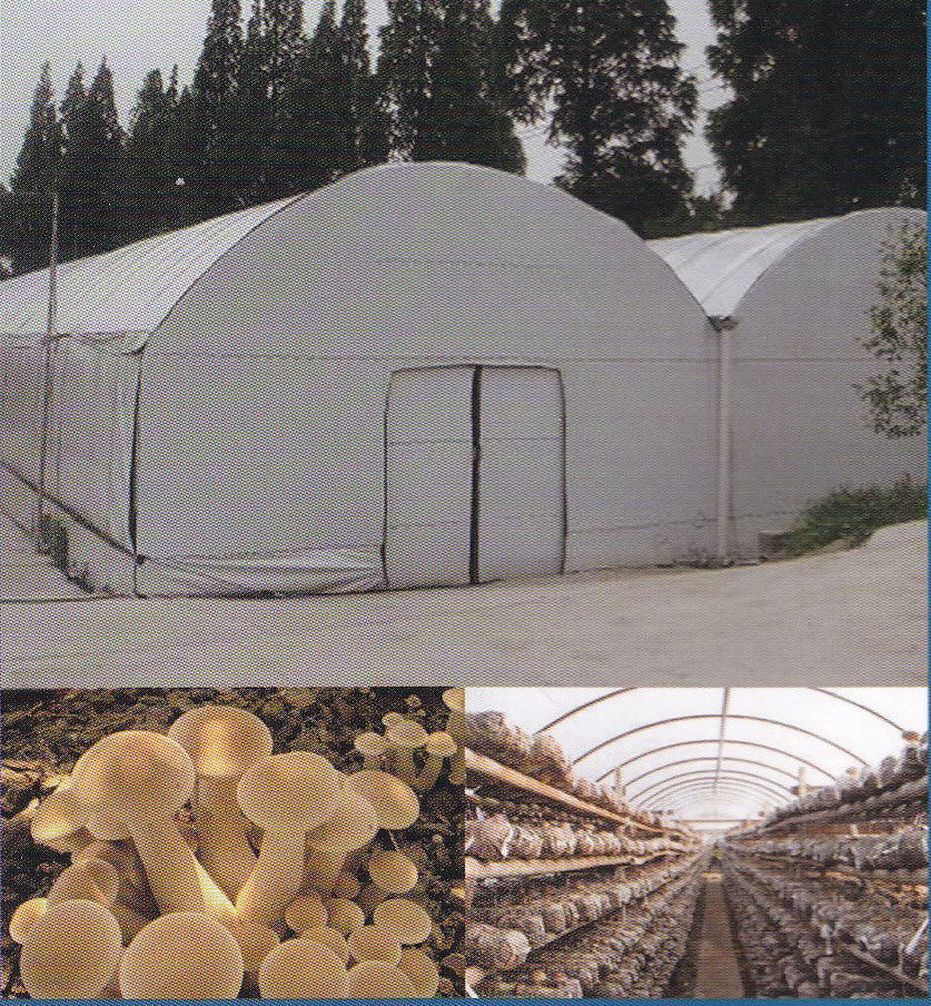 Specialized Greenhouse Film for Mushroom Cultivation