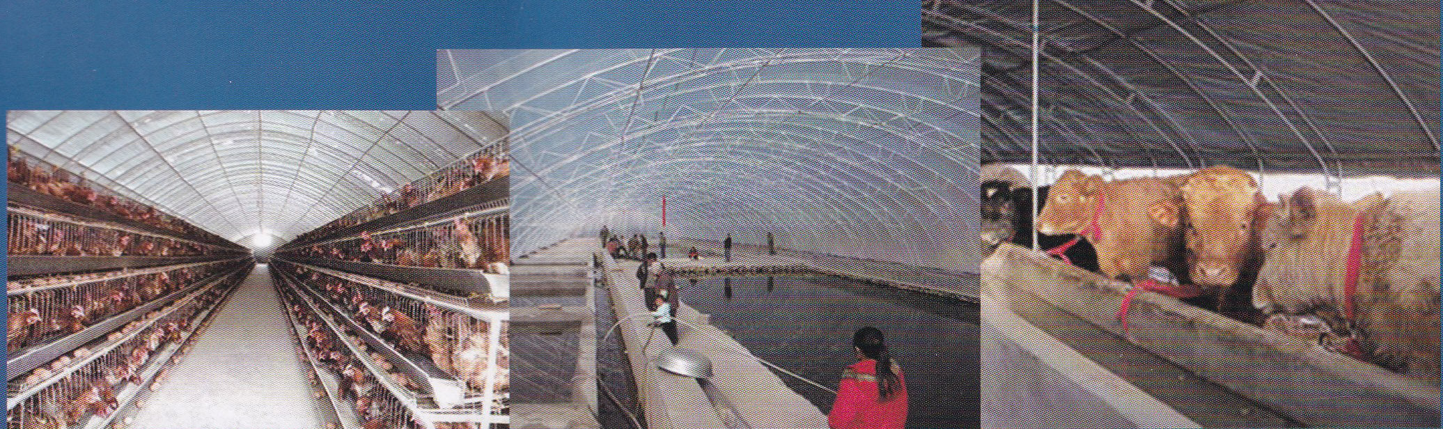 Light-Transmitting Greenhouse Film for Fungi and Poultry